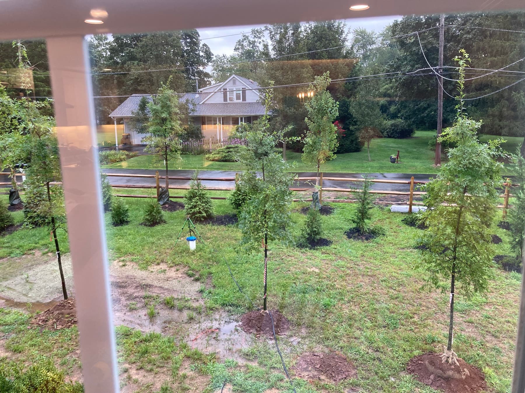 A row of mature balled-and-burlapped evergreen and shade trees freshly planted and mulched along a residential fence line.